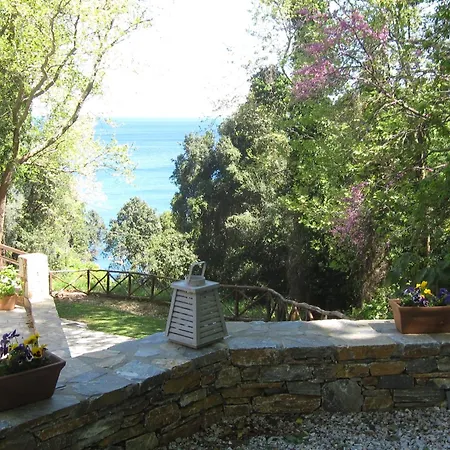 Vergopoulos Oliveyard